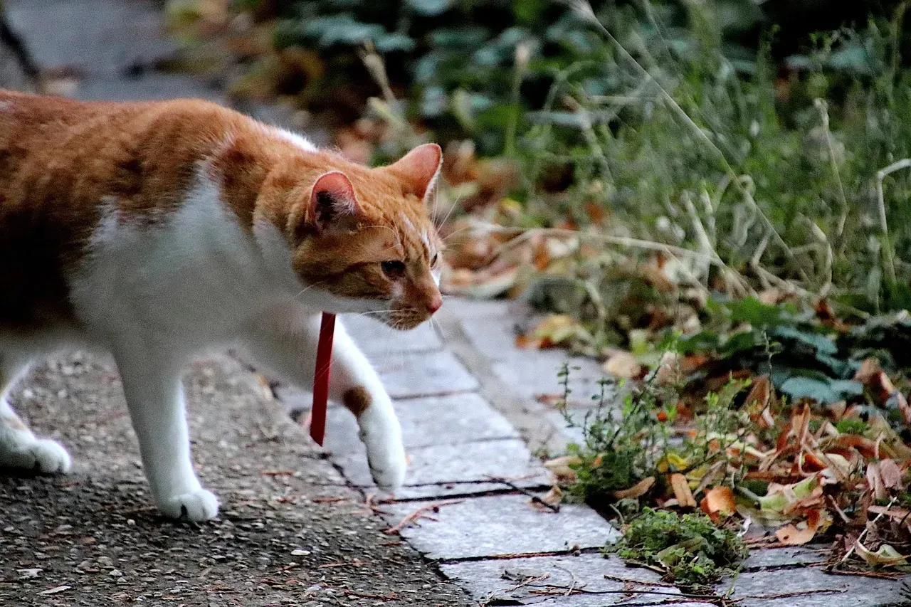 Security Check: Patrolling the Territory While You Are Gone (Image Credits: Pixabay)