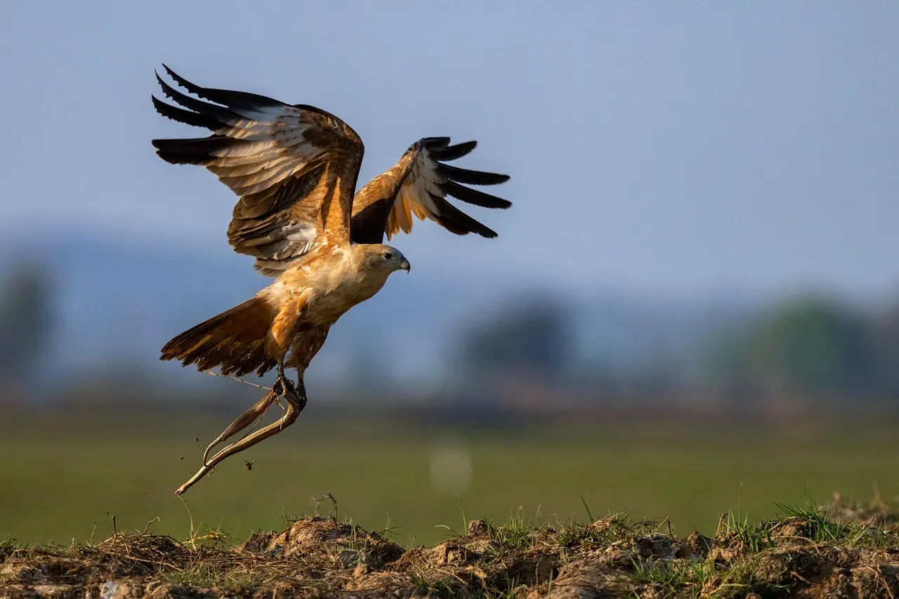 Conclusion: The Quiet War Between Talons and Fangs (Image Credits: Pixabay)