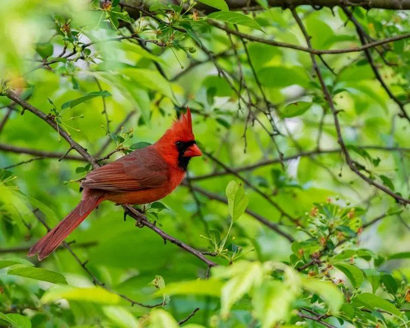 Why “Native” Matters More Than Just “Shrubby” (Image Credits: Pexels)