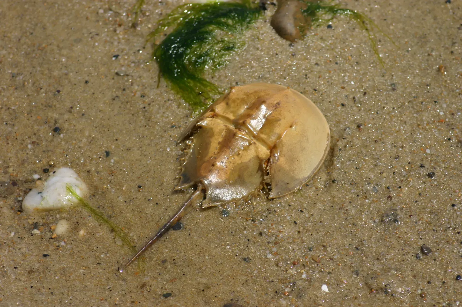 They Are Living Reminders of What We Stand to Lose (IMG_6502, CC BY 2.0)