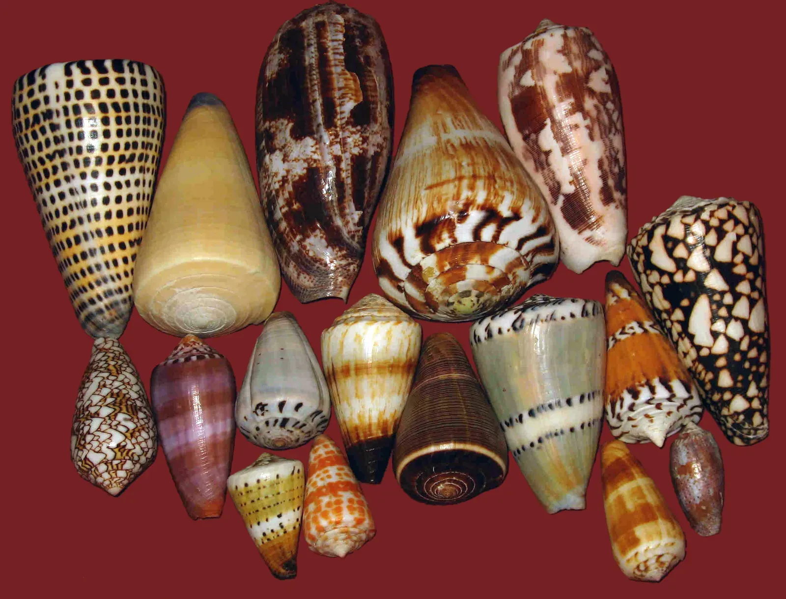 7. Cone Snails: Slow Bodies, Instant Kill Shots (Self-published work by Pet, CC BY-SA 3.0)