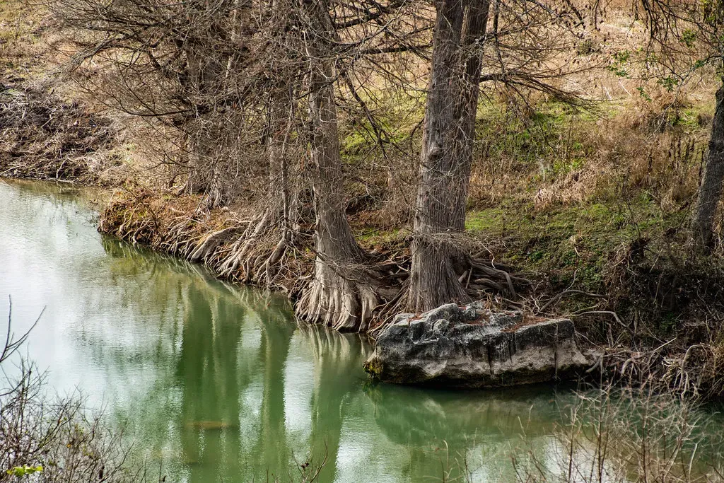 #10 - Roots Forage Aggressively in Nutrient-Rich Patches (Corey Leopold, Flickr, CC BY 2.0)