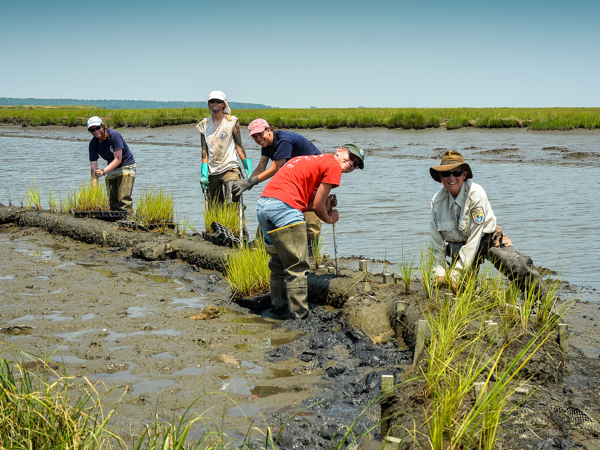 Nisqually Delta, Washington: Breaching the Dike, Rewriting the Tide (Image Credits: Wikimedia)