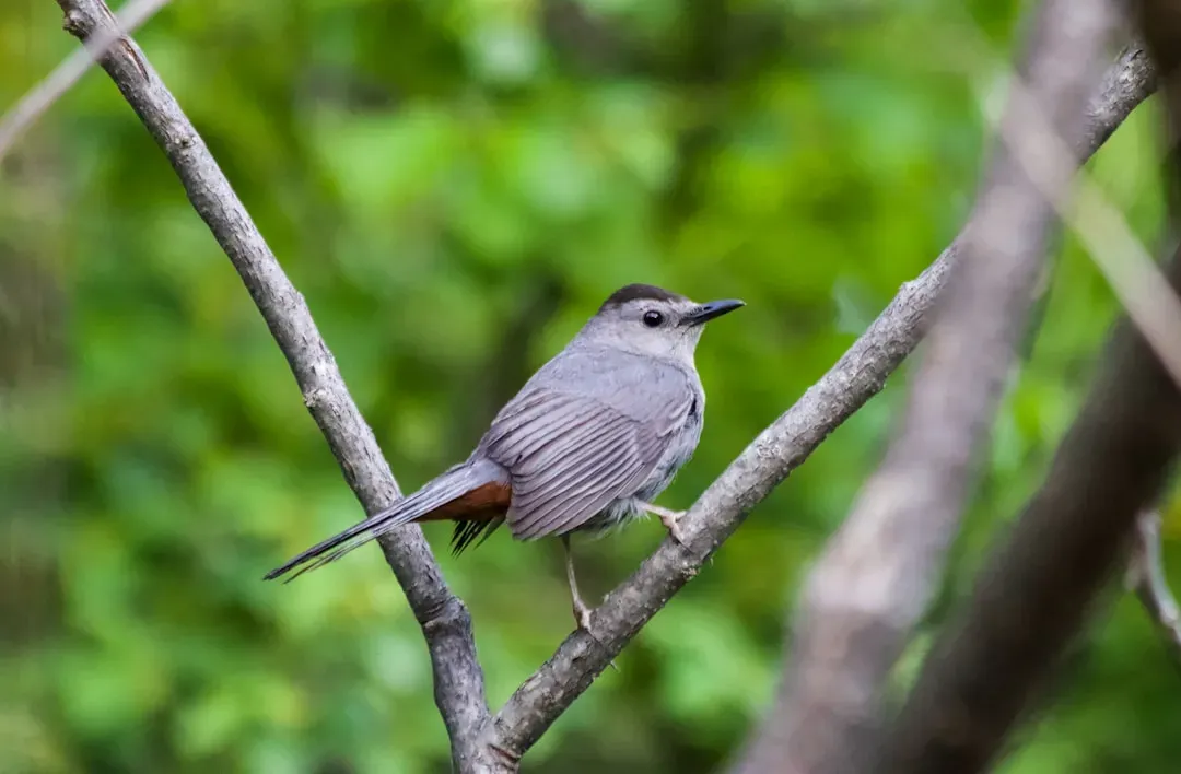 Libra: Gray Catbird (Image Credits: Unsplash)