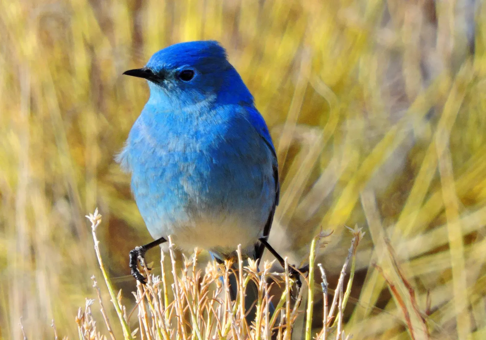 Personal Meaning, Grief, and Bluebirds as Messengers (Mountain Bluebird, Public domain)