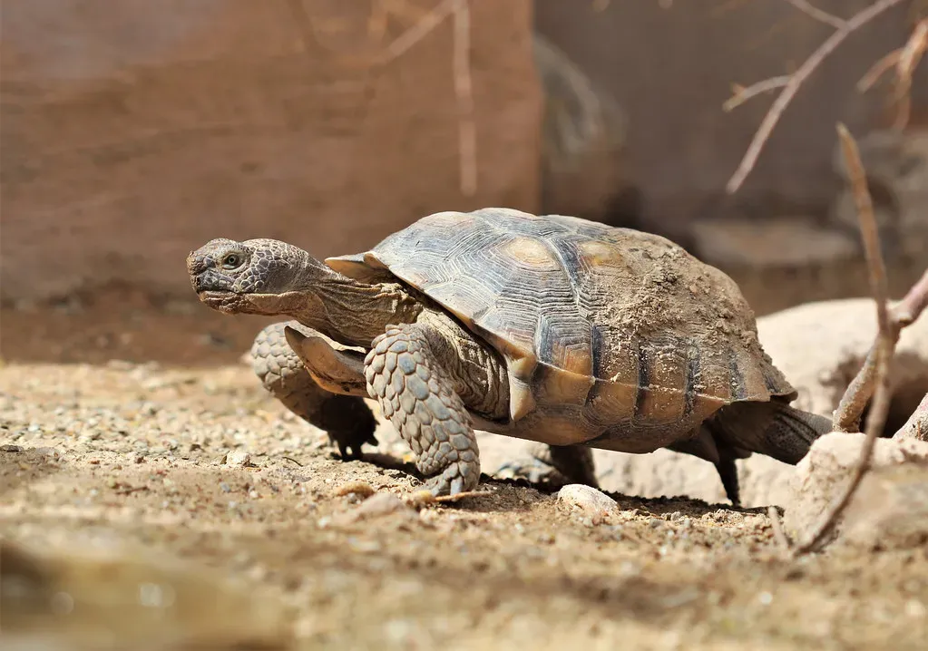 Desert Tortoises Store Emergency Water in Their Bladders (Image Credits: Flickr)