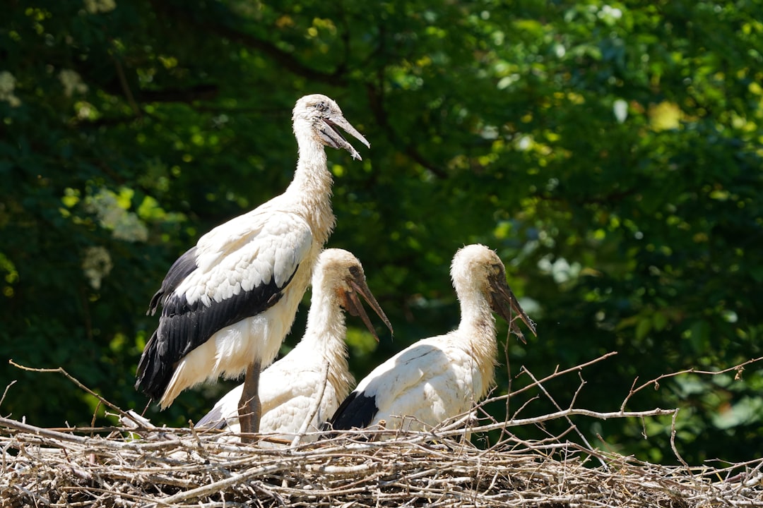 Science in the Rookery (Image Credits: Unsplash)