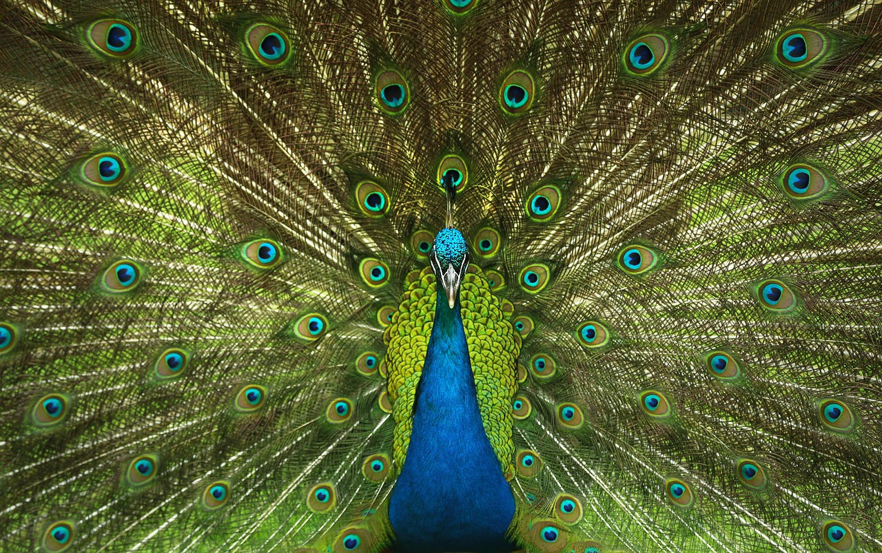 Leo - The Magnificent Peacock (Image Credits: Pixabay)