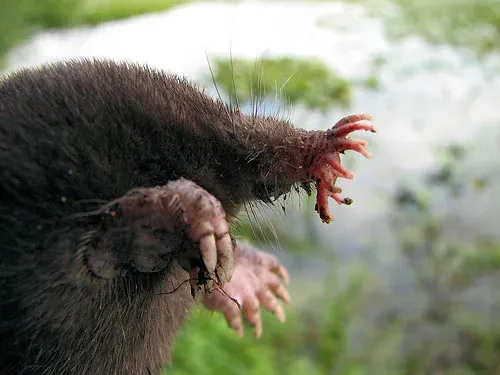 The Star-Nosed Mole: Touch So Advanced It Replaces Sight (gordonramsaysubmissions, Flickr, CC BY 2.0)