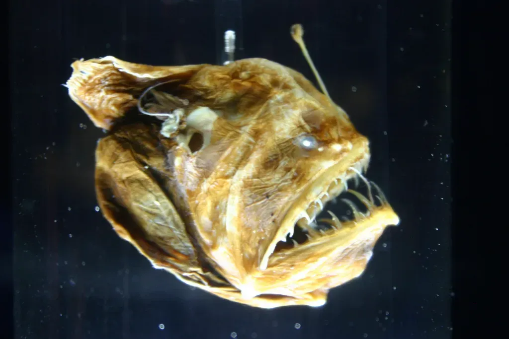 1. The Anglerfish: A Living Nightmare with a Glowing Lure (Flickr, CC BY 2.0)
