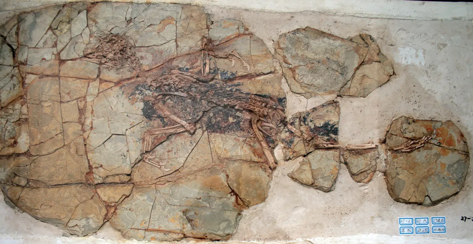 #4 - Bird-Bodied Dinosaurs That Predate the "First Bird" Itself (Xiaotingia: Shandong Tianyu Museum of NatureUploaded by FunkMonk, CC BY-SA 2.0)