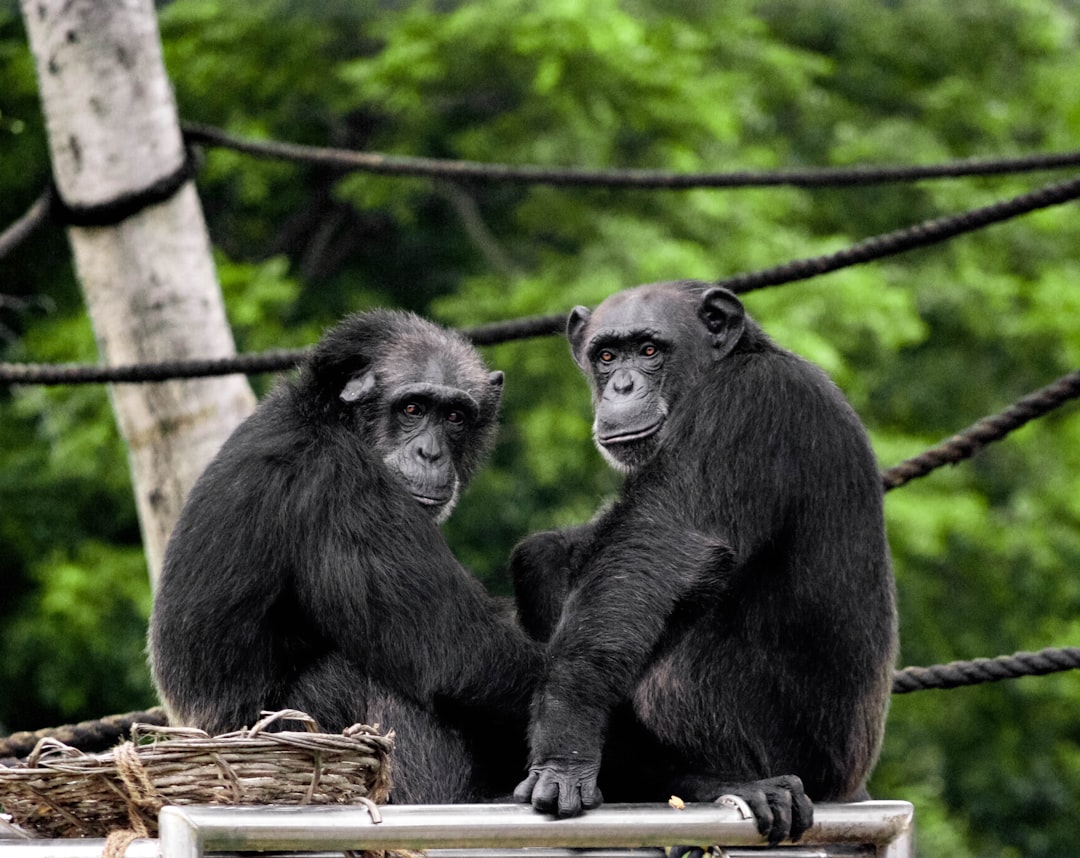 Chimpanzees: Libra's Social Strategists (Image Credits: Unsplash)