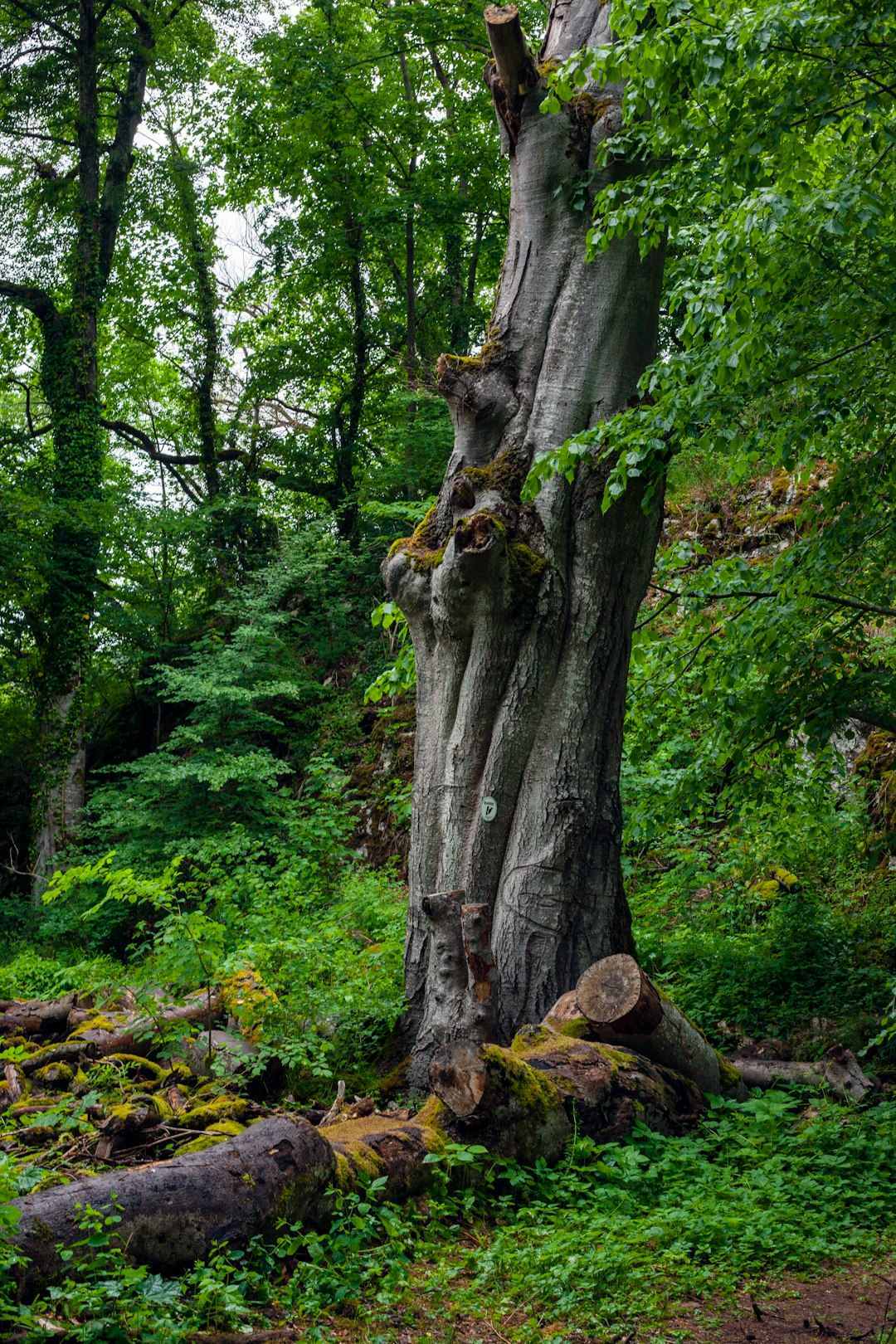 How You Can Stand With the World’s Oldest Trees (Image Credits: Unsplash)