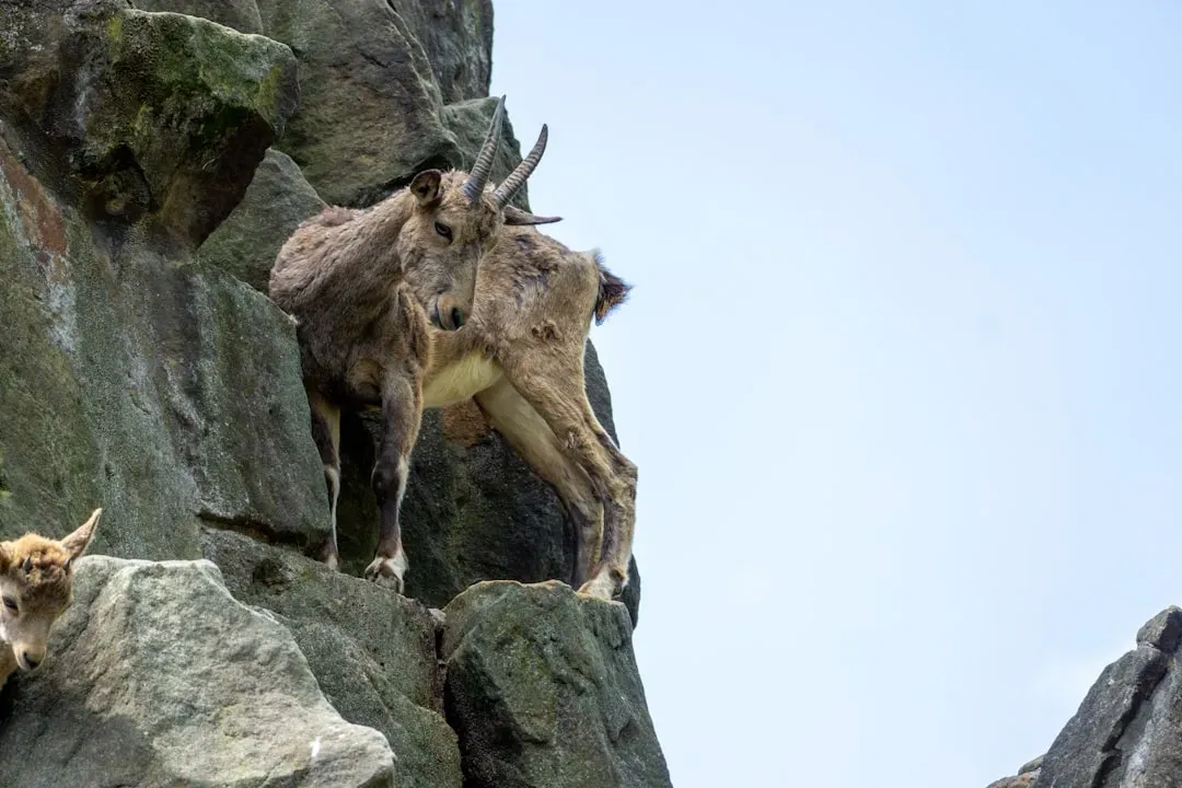 3. Goats Are Incredible Climbers – Even On Vertical Surfaces (Image Credits: Unsplash)