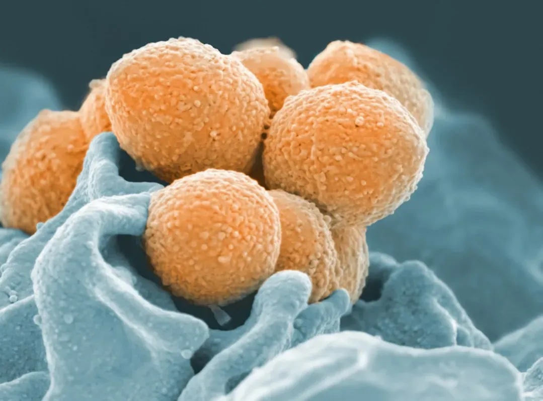 8. Extreme Microbes Prove Life Thrives Where We Once Thought It Impossible (Image Credits: Unsplash)