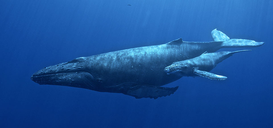 Impact on Feeding, Mating, and Migration (Image Credits: Flickr)