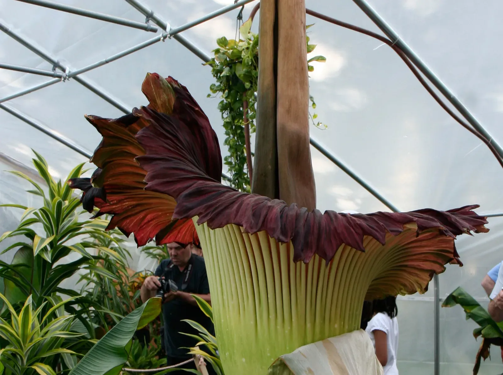 The Corpse Flower: A Giant That Smells Like Death To Survive (Image Credits: Wikimedia)