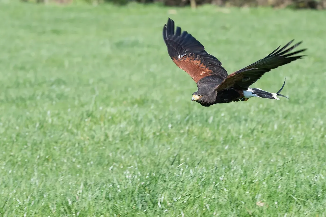 Harris’s Hawk: Social Hunter That Also Shares and Steals (Image Credits: Pixabay)
