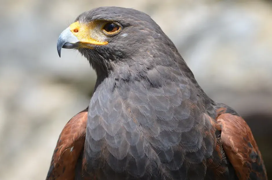 4. Harris’s Hawk – The Cooperative Hunter of the Desert Sky (Image Credits: Pexels)
