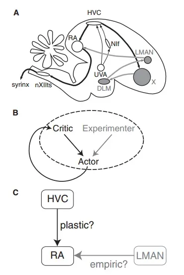 The Brain Behind the Shifts (Image Credits: Wikimedia)