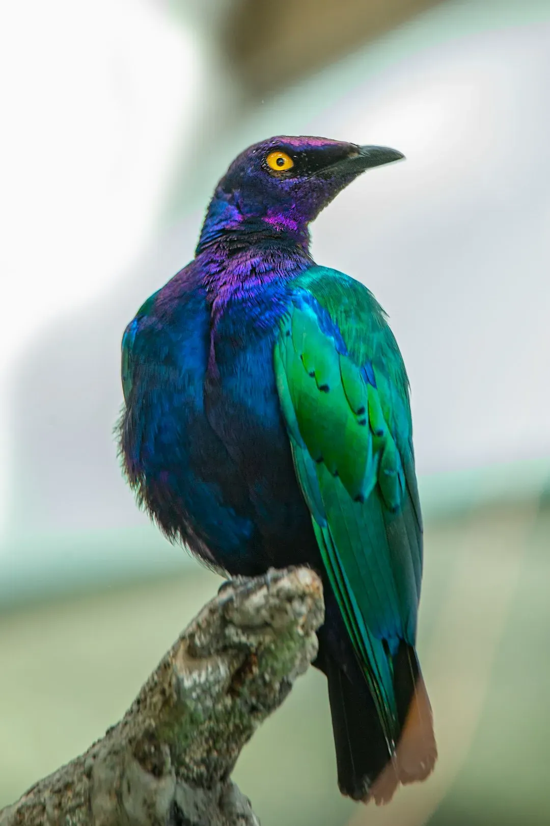 1. Some Birds See Ultraviolet Patterns We’re Completely Blind To (Image Credits: Unsplash)