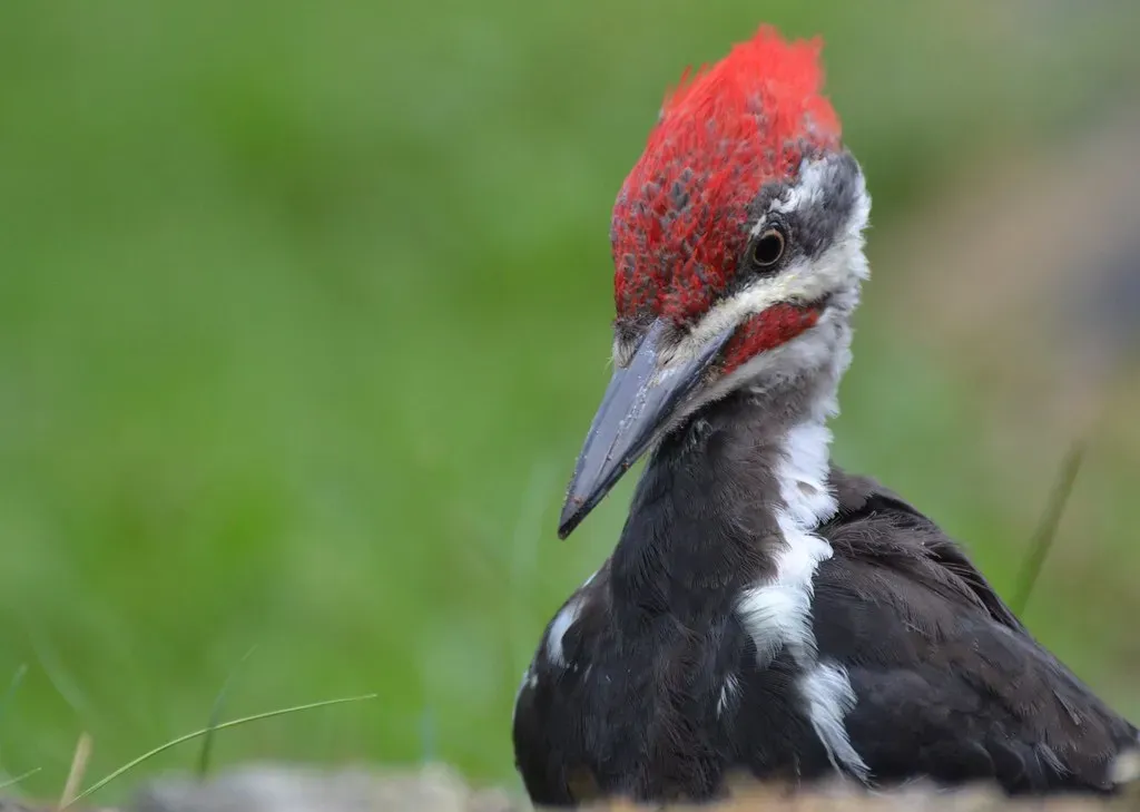 7. Their Beaks Are Constantly Wearing Down and Regrowing (DaPuglet, Flickr, CC BY-SA 2.0)
