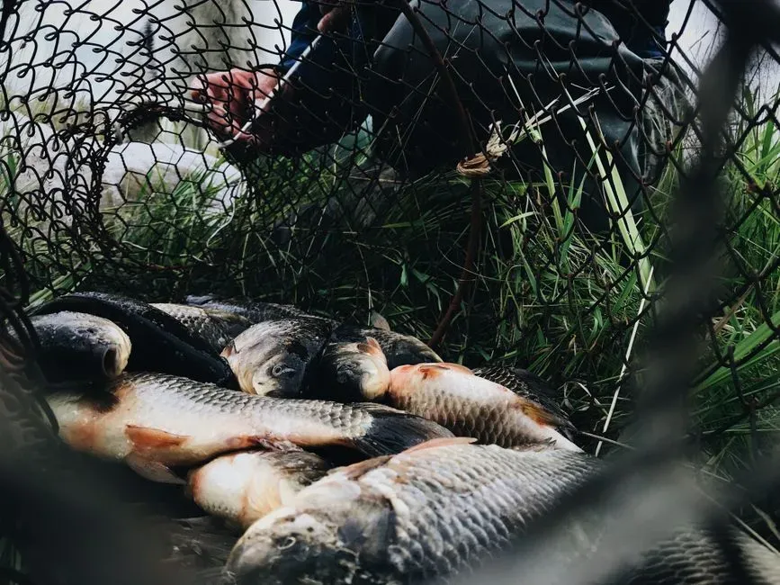 The Moral Shockwave: Rethinking Fishing, Farming, and Recreation (Image Credits: Pexels)