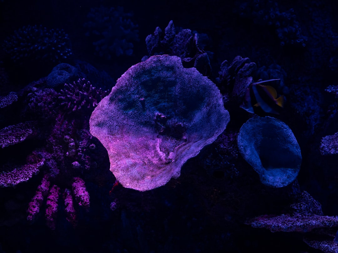 Marine Spawning Spectacles Under Full Moons (Image Credits: Unsplash)