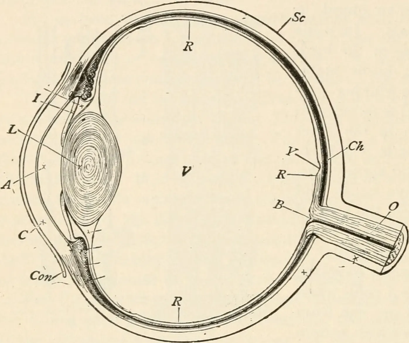 The Brain’s Blind Spot For Its Own Blind Spot (Image Credits: Wikimedia)