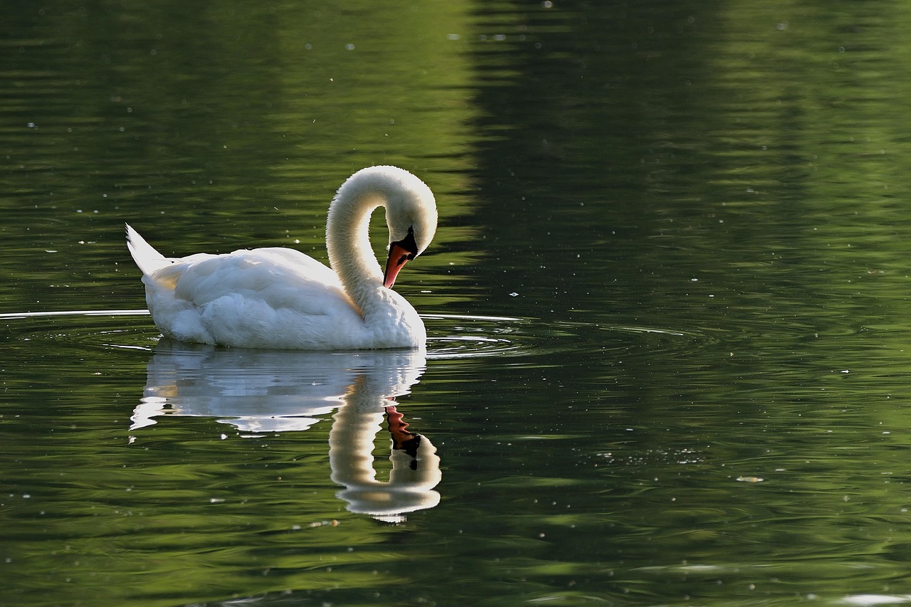 The Graceful Swan: Water's Elegant Embodiment (Image Credits: Pixabay)