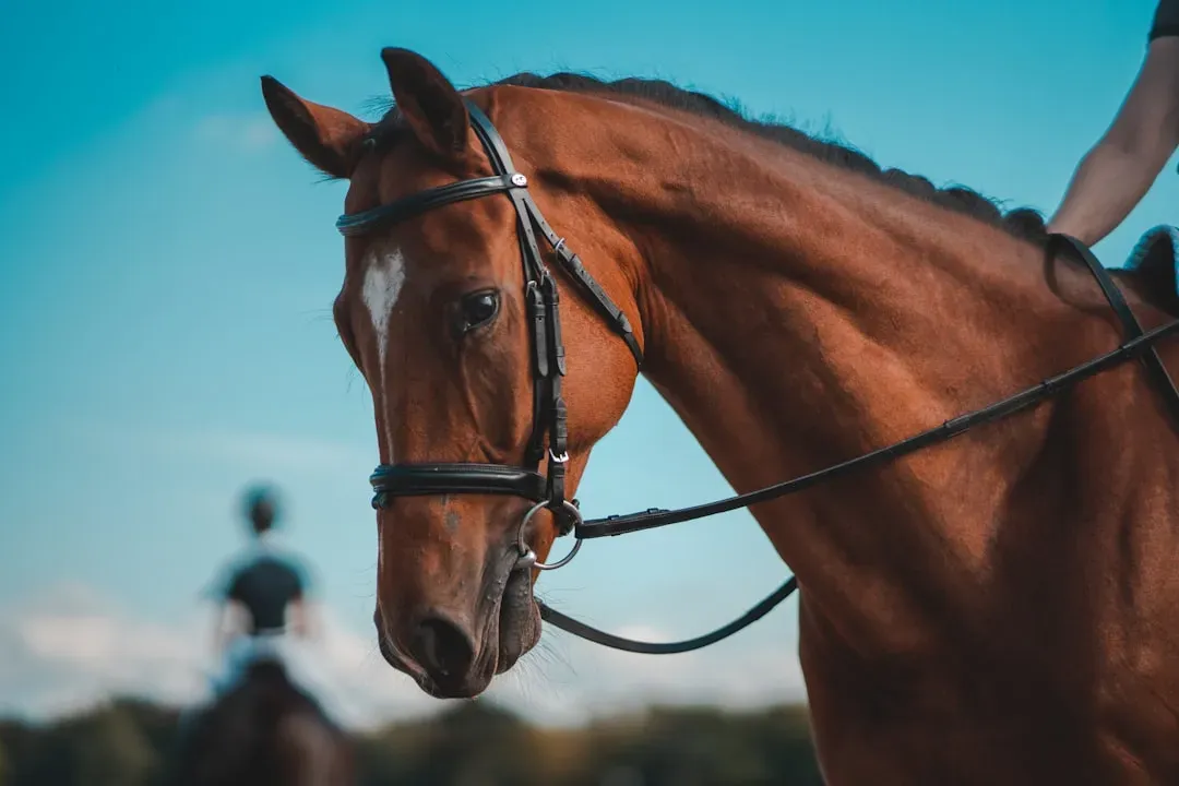 What This Reveals About The Minds Of Horses (Image Credits: Unsplash)