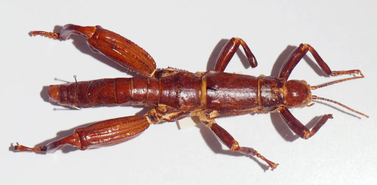 2. Lord Howe Island Stick Insect – The Tree Lobster’s Midnight Comeback (By Dryococelus_australis_02_Pengo.jpg: Peter Halasz. (User:Pengo)
derivative work: WolfmanSF (talk), CC BY-SA 3.0)
