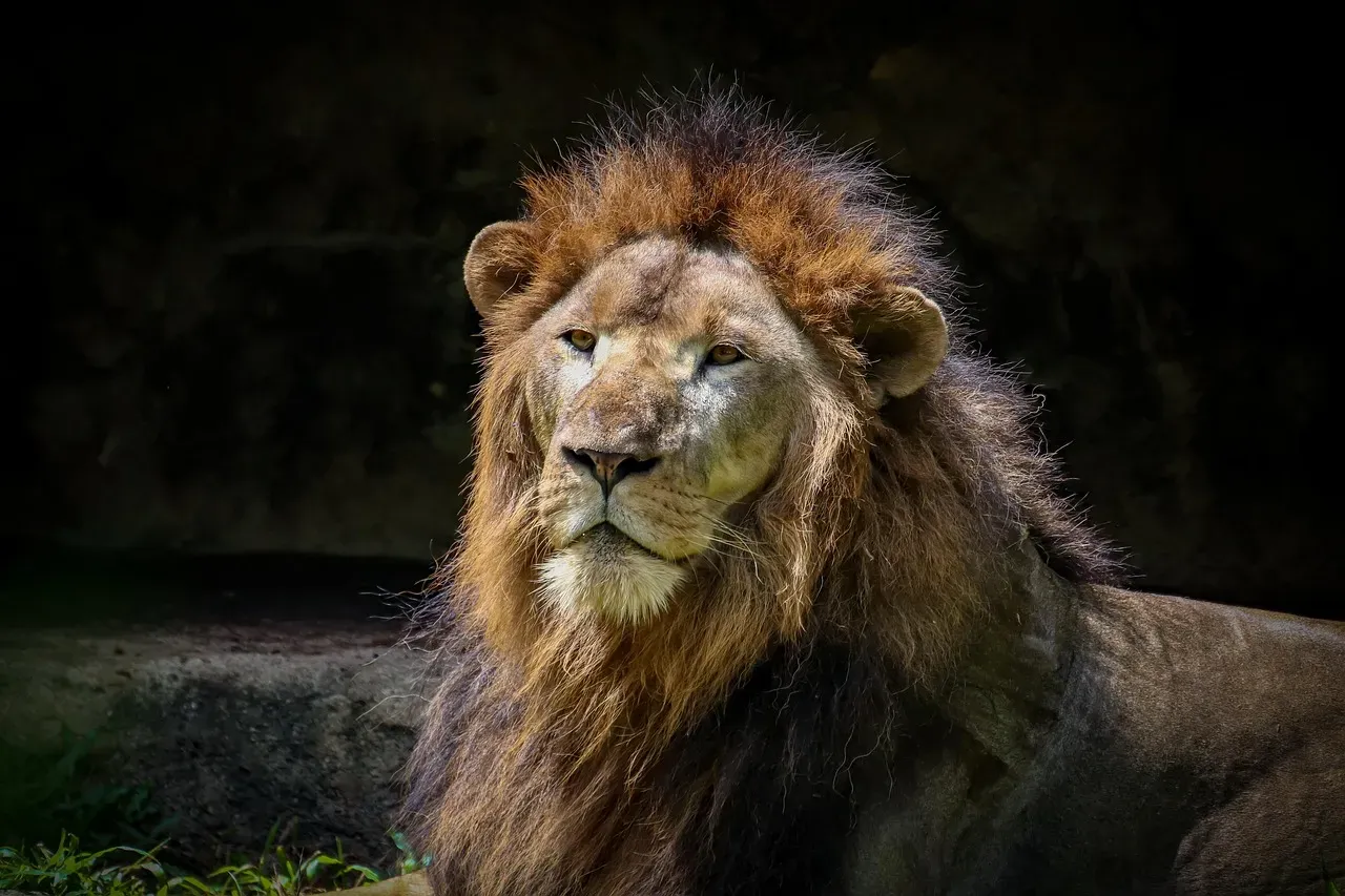 Leo – The Lion’s Regal Spotlight (Image Credits: Pixabay)