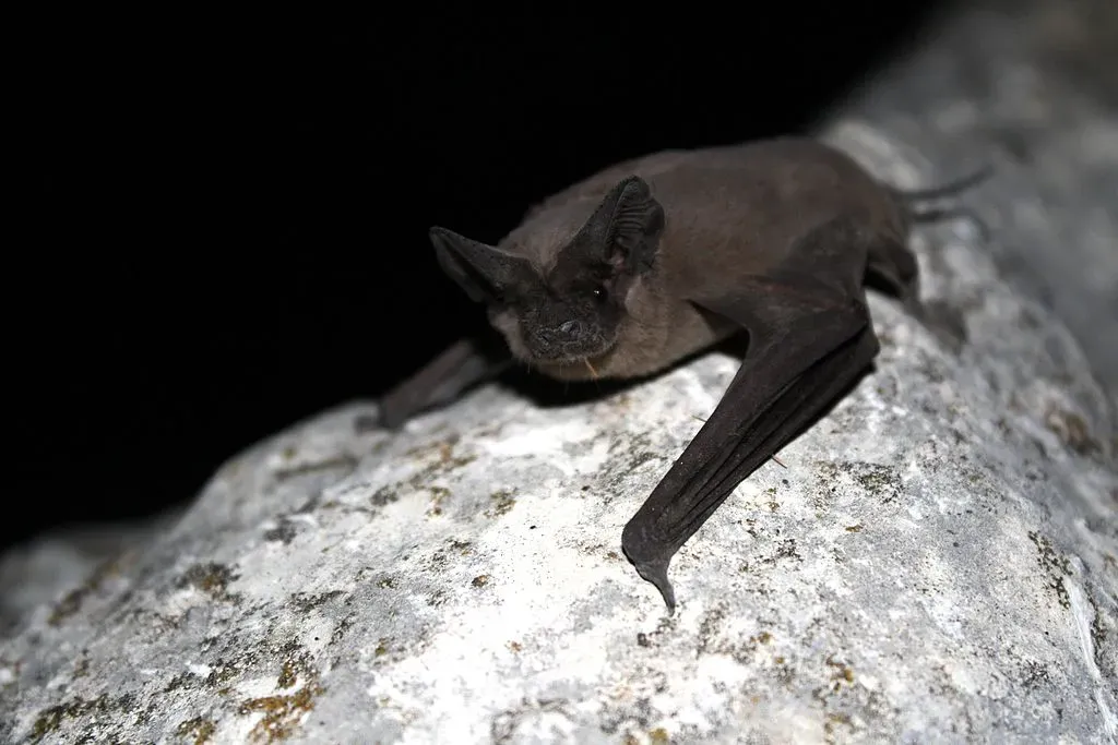 #3 Gemini – Mexican Free-Tailed Bat: The Social Night Flyer (ITU Pictures, Flickr, CC BY 2.0)