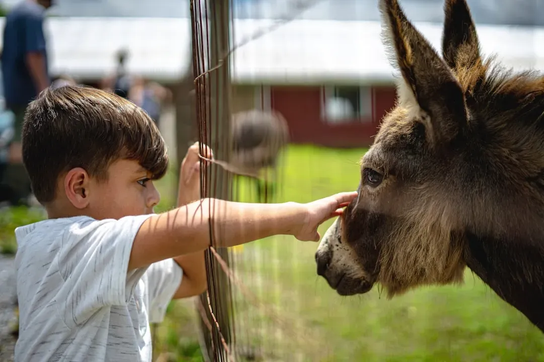 From Farm to Feed: The Modern Shift to Screens and Why Live Animals Still Matter (Image Credits: Unsplash)