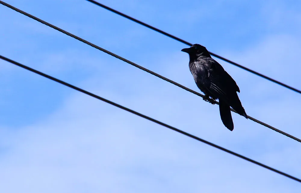 The Crow On The Wire Is Taking Notes On You (waferboard, Flickr, CC BY 2.0)