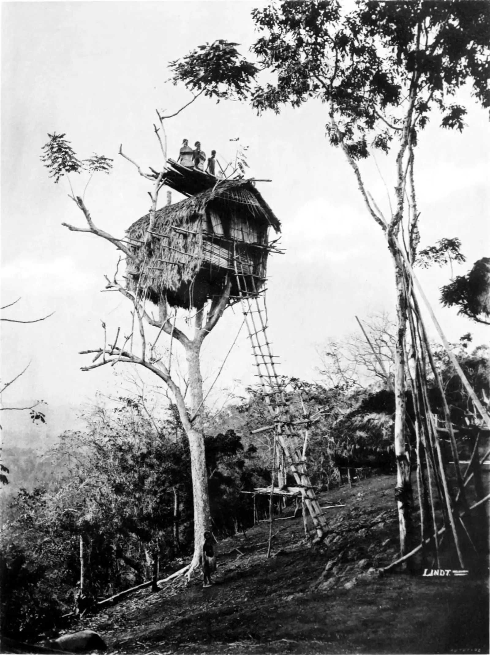 7. The Korowai: Tree House Dwellers of Papua (Image Credits: Wikimedia)
