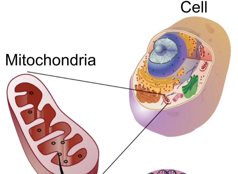 Mitochondria and Metabolism: The Energy Crisis Inside Your Cells (Image Credits: Wikimedia)