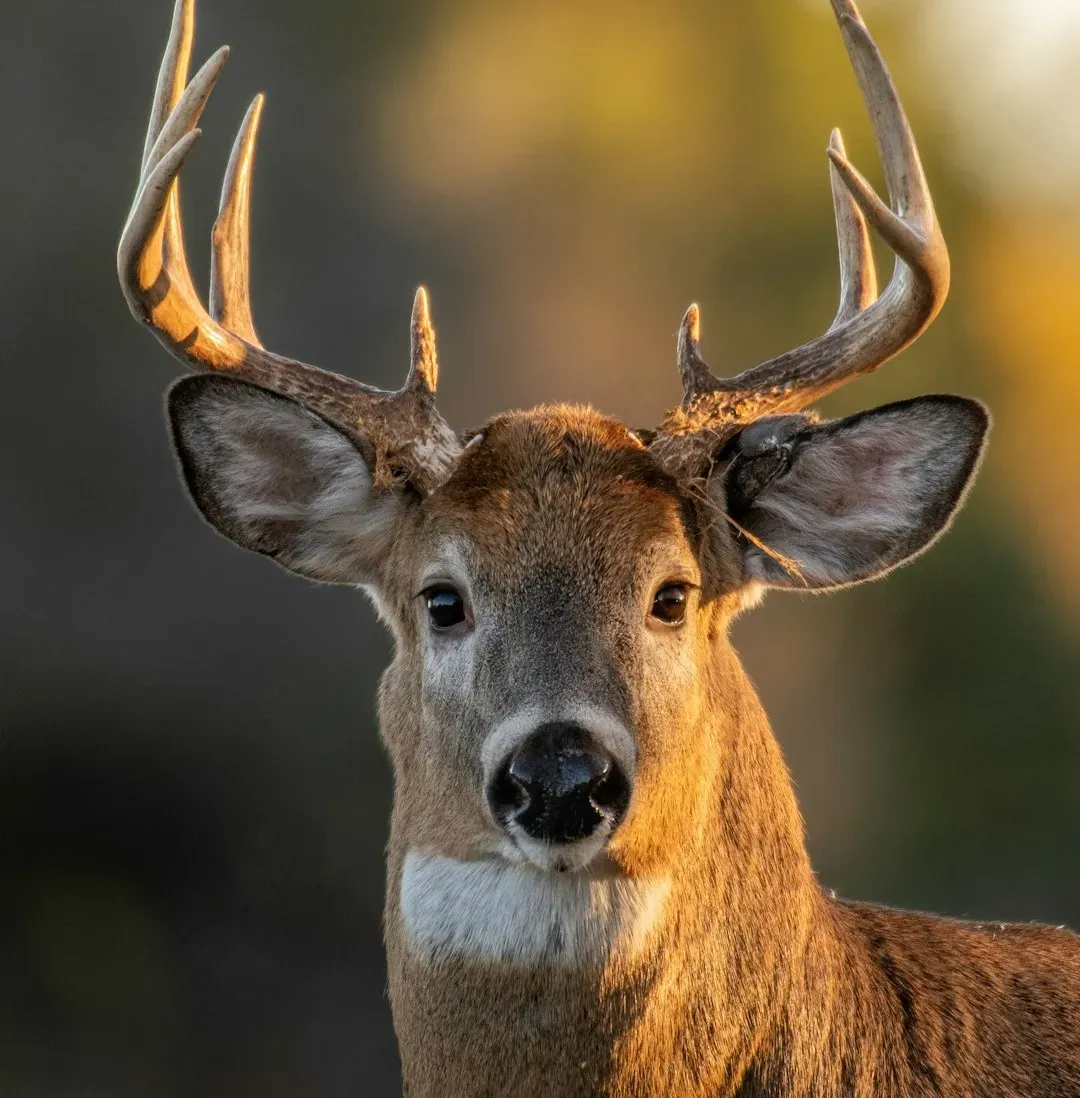 Why Deer Freeze and Stare Instead of Running Away (Image Credits: Unsplash)