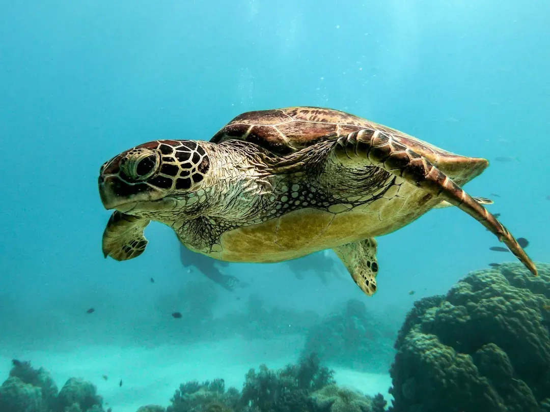 What Turtle Navigation Teaches Us About Ourselves (Image Credits: Unsplash)