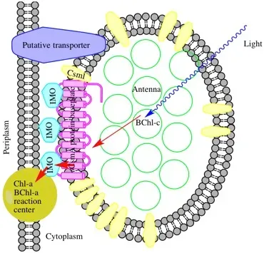 Quantum Biology: Life’s Machinery May Be Tapping the Quantum World (Image Credits: Wikimedia)