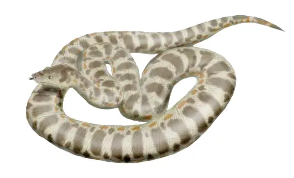 #1 - Titanoboa: The Giant Snake Almost Shoveled Away as Waste (own work uploaded by artist here:[1] Larger version from:[2], CC BY 3.0)