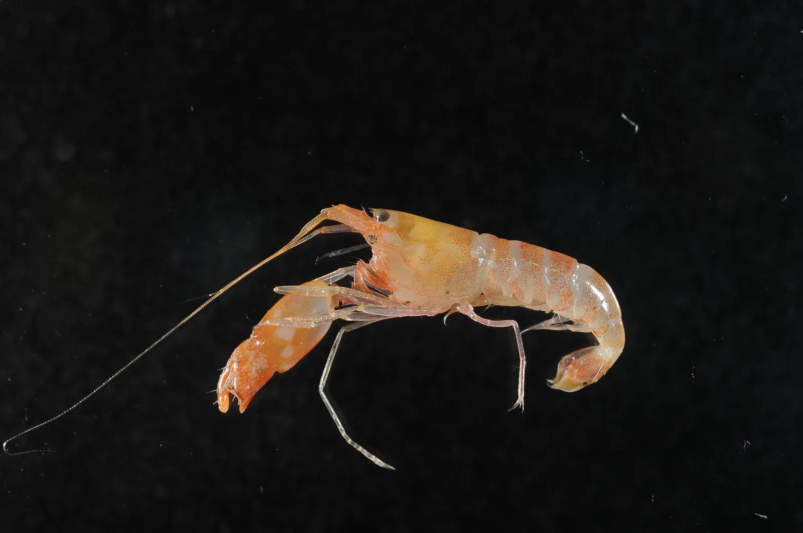 9. Pistol Shrimp: Sonic Blasts in a Small Package (MNHN - Museum national d'Histoire naturelle (2020). The crustaceans collection (IU) of the Muséum national d'Histoire naturelle (MNHN - Paris). Version 68.158. Occurrence dataset https://doi.org/10.15468/qgvvhd accessed via GBIF.org on 2020-03-24. https://www.gbif.org/occurrence/1212549255, CC BY 4.0)