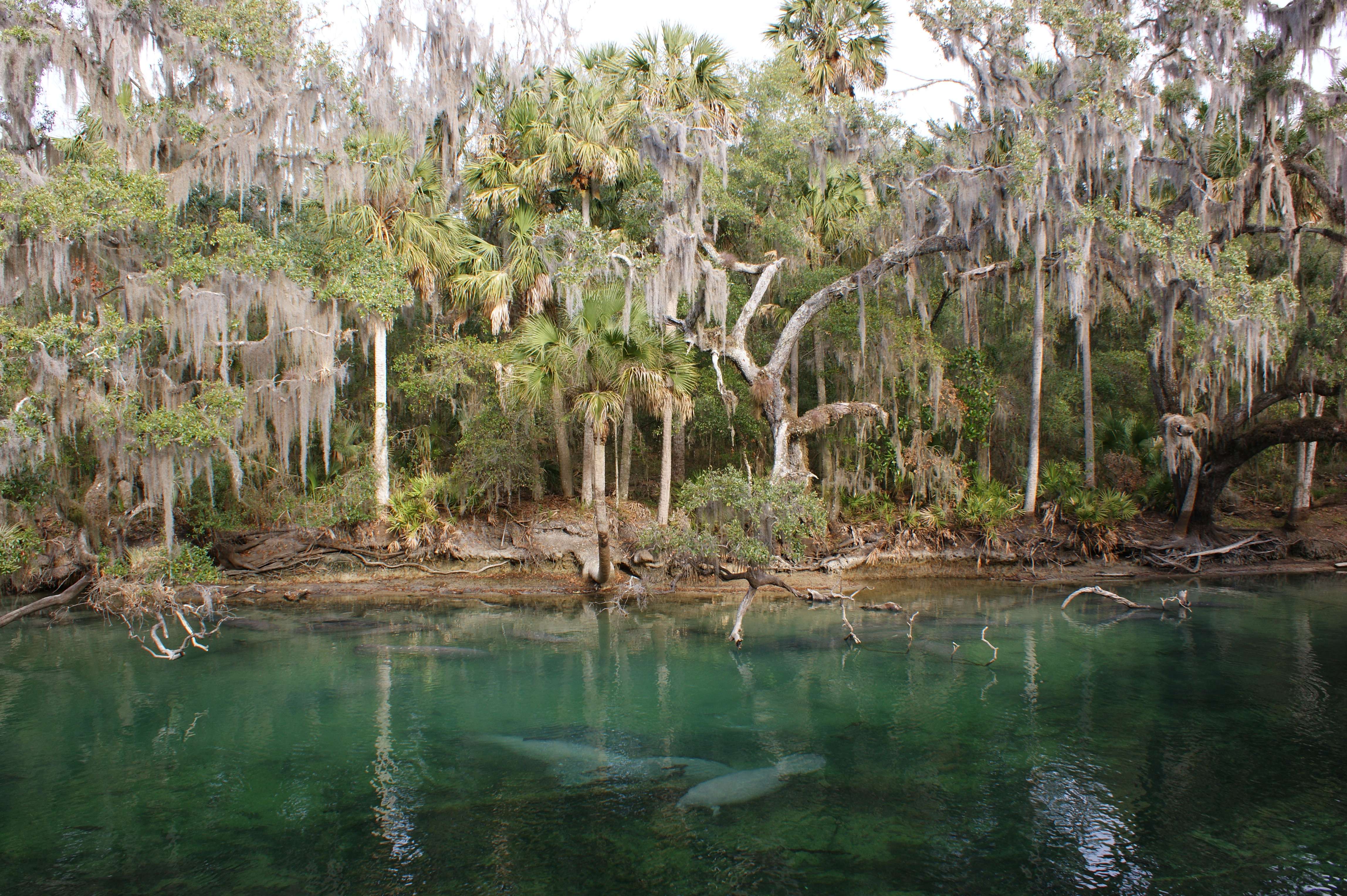 Kings Bay, Crystal River, Florida (Image Credits: Wikimedia)