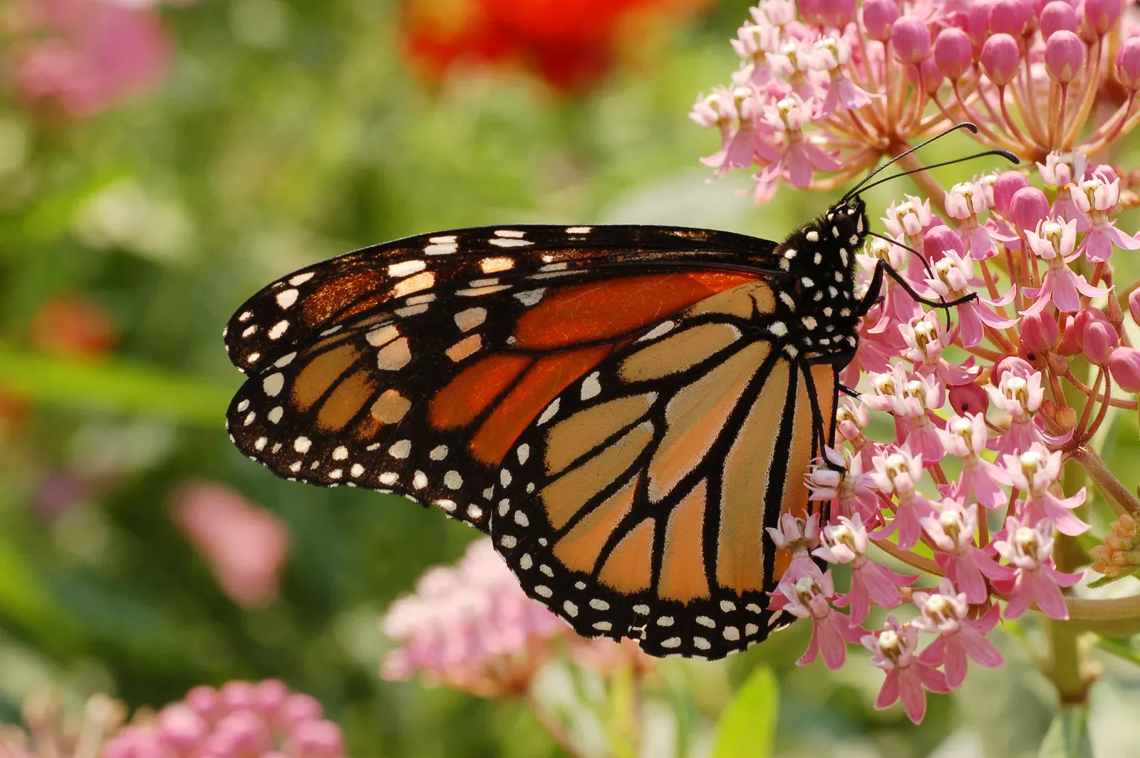How You Can Tell If a Patch Helps Monarchs (Self-photographed, GFDL 1.2)