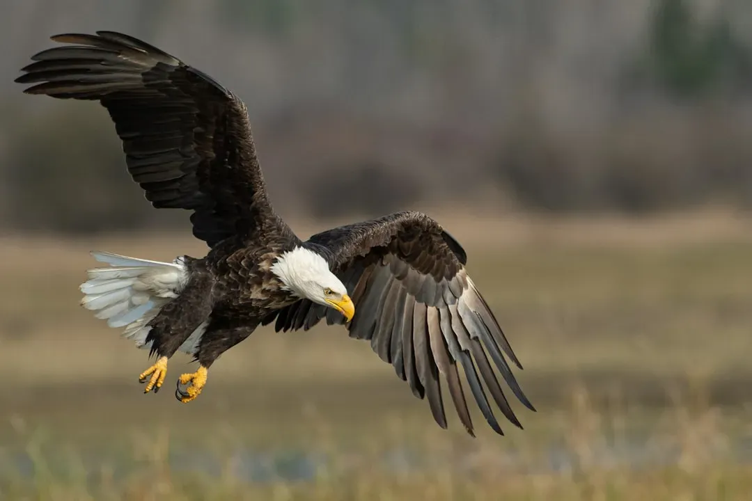 Bald Eagle (Image Credits: Unsplash)