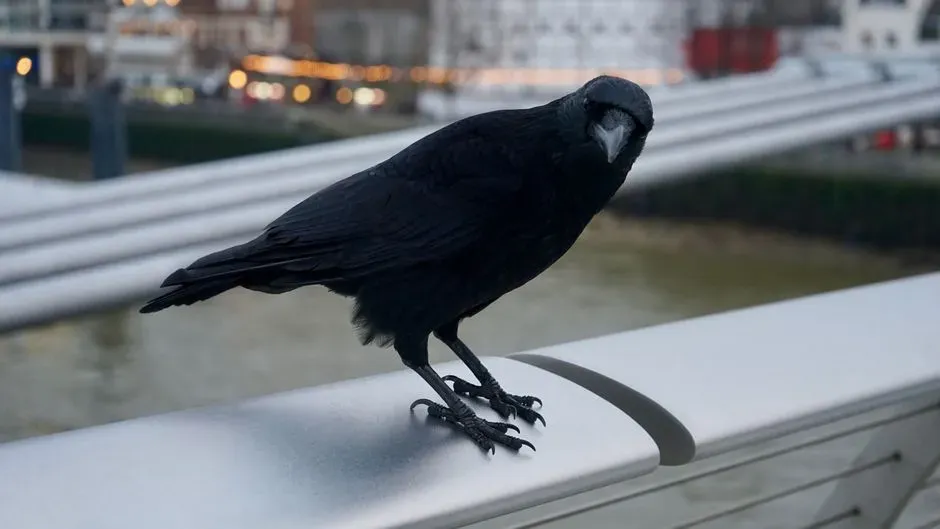 The Science Side: Why a Crow Might Actually Follow You (Image Credits: Pexels)