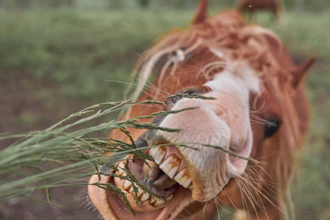 Signals in Teeth, Tracks in Code (Image Credits: Unsplash)