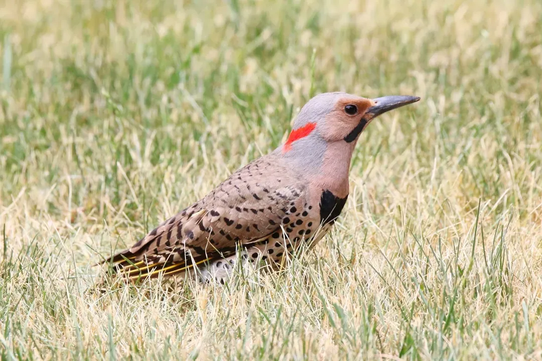 Opinionated Conclusion: The Rebel Woodpecker We Should Pay More Attention To (Image Credits: Unsplash)
