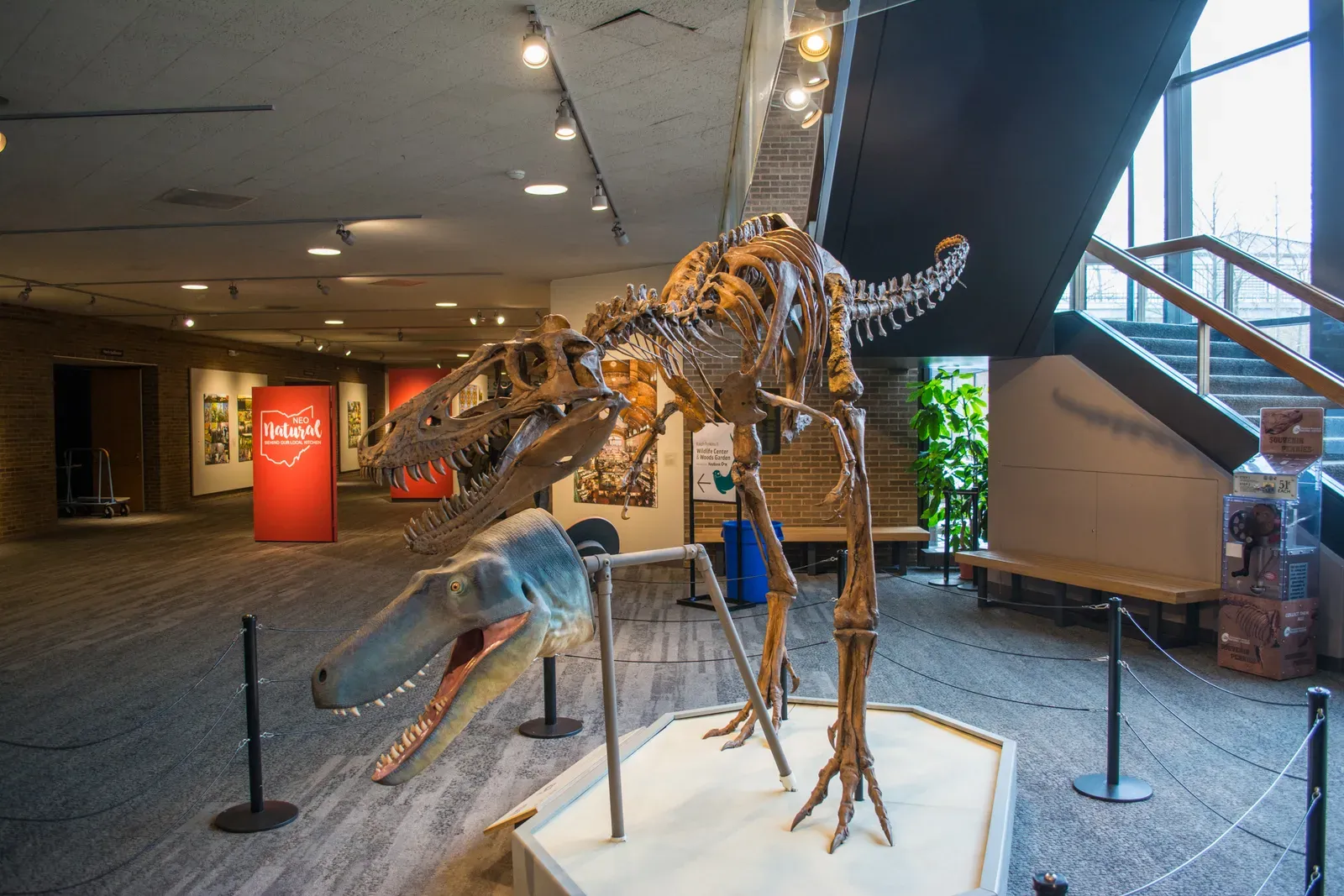 #8 - Nanotyrannus: A "New" Tyrannosaur Many Paleontologists Say Never Existed (T rex juvenile - Cleveland Museum of Natural History, CC BY-SA 2.0)